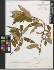 Foto von Salix triandra L.